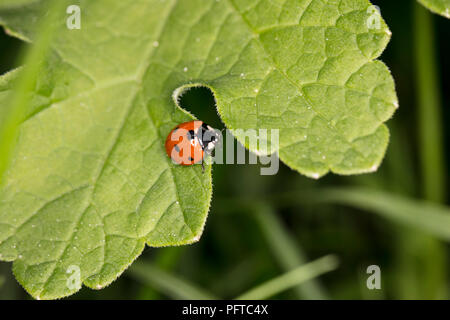 little red ladybird with black dots sitting on a big green leaf Stock Photo
