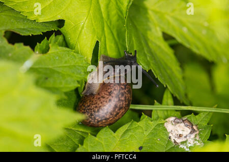 snail on the plant, eats the leaves, close up Stock Photo