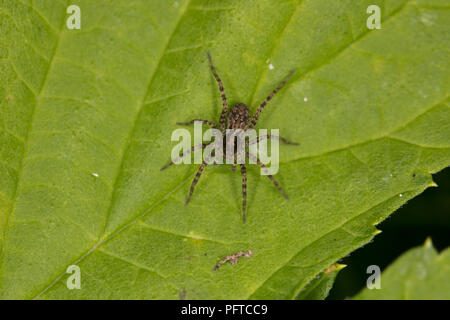 small spider of a jumping family is sitting on a leaf Stock Photo
