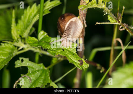 snail on the plant, eats the leaves Stock Photo