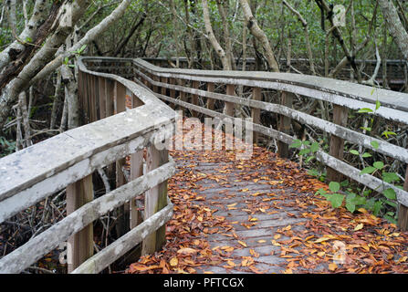 Winding Wooden Boardwalk Covered with Fallen Leaves in the Everglades, Florida, USA Stock Photo