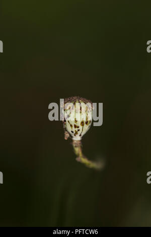 poppy head grows freely in the field, self-sowing Stock Photo