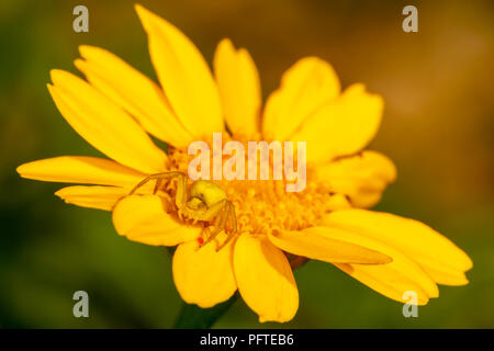 Macro shot of Crab spider camouflaged on yellow daisy side-on.