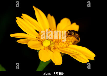 Macro shot of Crab spider camouflaged on yellow daisy stalking fly in contrast with dark background.