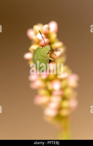 Close-up shot of wildflower with common green shield bug walking on buds from above. Stock Photo