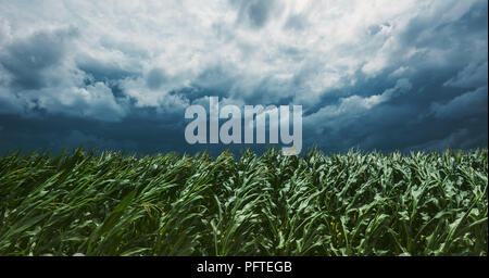 Windstorm in maize crop field with dramatic stormy clouds in background Stock Photo