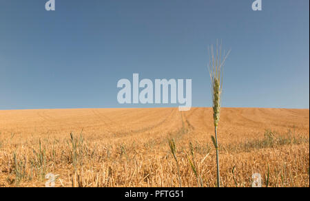 Single ear of barley (Hordeum vulgare) left standing under a clear blue sky after the harvest. Stock Photo