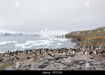 some penguins in the arctic walking around on the north pole and looking for the young baby’s Stock Photo