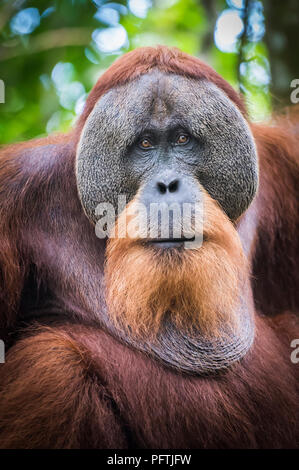 Portrait of male Orangutan, Gunung Leuser National Park, Sumatra, Indonesia Stock Photo