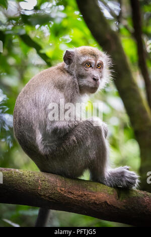 Sumatran Macaque monkey in Gunung Leuser National Park, Sumatra ...