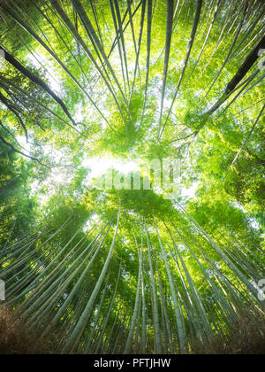 A fisheye, wide angle view of the Sagano Bamboo Forest (Arashiyama Bamboo Grove), a popular attraction in Arashiyama, Kyoto, Japan. Stock Photo