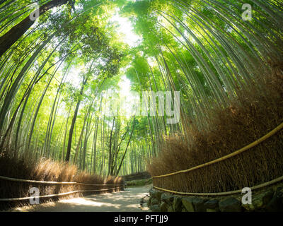 A fisheye, wide angle view of the Sagano Bamboo Forest (Arashiyama Bamboo Grove), a popular attraction in Arashiyama, Kyoto, Japan. Stock Photo
