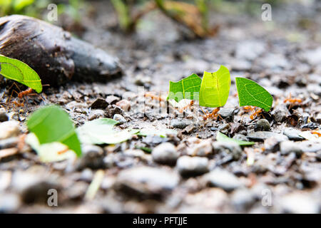 Ants carrying leaves Stock Photo