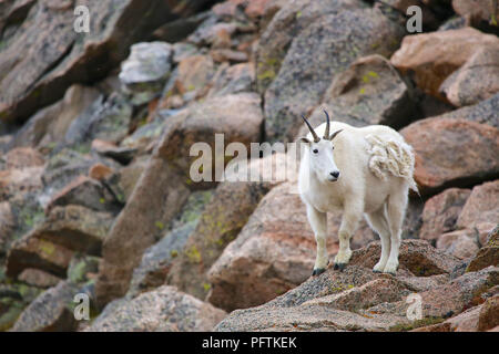 Mountain goat adult climbing on rocks at the top of Mount Evans Colorado Stock Photo