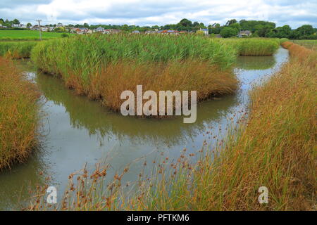 Marshes in Colyford Common part of Seaton Wetlands Nature Reserve, Devon Stock Photo