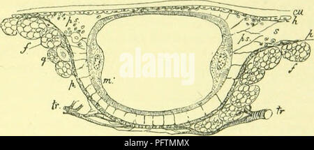 newly hatched blow fly Stock Photo: 25376056 - Alamy