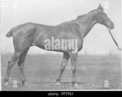 . Points of the horse; a treatise on the conformation, movements, breeds and evolution of the horse. Horses. M. H. H. Fig. 328.—Mr. H. T. Barclay's Franciscan.. M. H. H. To face p 248. Fig. 329.—Mr. H. T. Barclay's Lord Arthur.. Please note that these images are extracted from scanned page images that may have been digitally enhanced for readability - coloration and appearance of these illustrations may not perfectly resemble the original work.. Hayes, M. Horace (Matthew Horace), 1842-1904. London, W. Thacker &amp; co Stock Photo