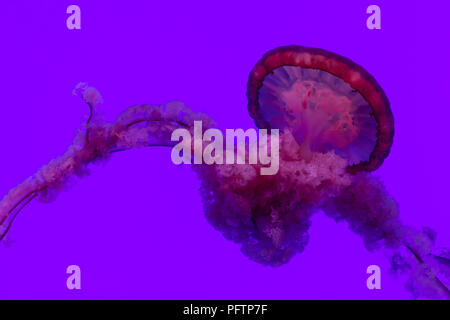 View of jellyfish at Ripley's Aquarium in Toronto, Ontario. Stock Photo