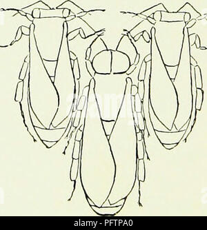This work on beekeeping discusses the roles of male bees (drones ...