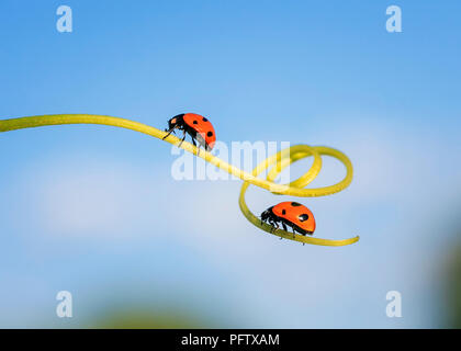 two beautiful little ladybugs crawling on a winding blade of grass on a bright green summer meadow Stock Photo
