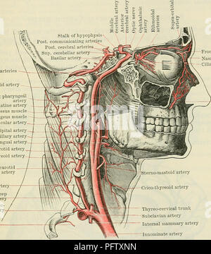 . Cunningham's Text-book of anatomy. Anatomy. THE IXTEENAL CAEOTID AETEEY. 901 carotid artery for a short distance below, and afterwards the wall of the pharynx, the areolar tissue posterior to the wall of the pharynx, the ascending pharyngeal artery, the pharyngeal plexus of veins, and the external and internal laryngeal nerves. Just before it enters the temporal bone the levator palati muscle is to its medial side. Lateral or superficial to it are the sterno-mastoid, skin, and fascia?, and it is crossed under cover of the sterno-mastoid, from below upwards, by the hypoglossal nerve, the occi Stock Photo