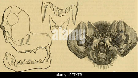 This zoological work by Georges Cuvier presents the classification of ...