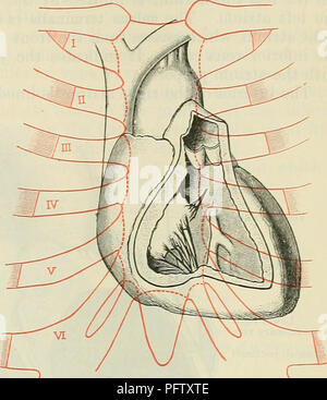 . Cunningham's Text-book of anatomy. Anatomy. Section through ...