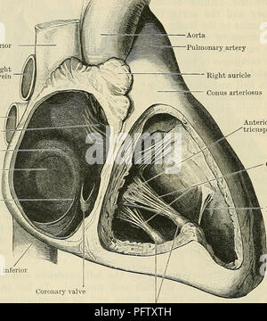 . Cunningham's Text-book of anatomy. Anatomy. 874 THE VASCULAK SYSTEM. aperture. Above and anteriorly it is in relation with the ascending aorta, and from the junction of this aspect with the right lateral boundary the right auricle is prolonged anteriorly and to the left. Its right side forms the right margin of the heart, and is in relation with the right phrenic nerve and its accom- panying vessels, and with the right pleura and lung, the pericardium intervening. On the left this atrium is limited by the oblique septum which separates it from the left atrium. The sulcus terminalis is a shal Stock Photo