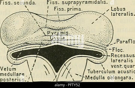 . Cunningham's Text-book of anatomy. Anatomy. HISTOGENESIS AND MINUTE STBUCTUKE OF CEEEBELLUM. 579 Fiss. suprapyramidalis. ' Fiss. prima. In its inferior part the roof of the ventricle is exceedingly thin and is not all formed of nervous matter. The posterior medullary velum is a mere ridge which can hardly be said to enter into its formation: the epithelial lining of the cavity, supported by pia mater, is carried downwards towards the inferior boundaries of the floor of the ventricle. At the lowest part of the calamus scriptorius, and also along each lateral boundary of the floor, the epithel Stock Photo