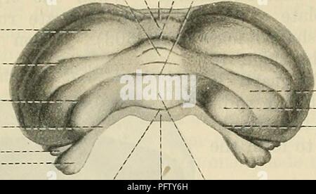 . Cunningham's Text-book of anatomy. Anatomy. 572 THE NERVOUS SYSTEM. Horizontal fissure of cerebellum Tuber vermis I Supra-pyramidal fissure Pyramid  ' / Fissura secunda median bridge, which can now be called the vermis, leads to the appearance of a transverse depression upon the superior sur- face. This is the fissura prima (Fig. 507, B, C, and D), which becomes the deepest and most Bivehtral lobule COmpleX of all the multi- Tonsil of tude of fissures that cerebellum ,, . -, ... , •. -Fioccuiar fissure ultimately cut into tiie cerebellum (Fig. 519). Soon afterwards the fis- sura secunda mak Stock Photo