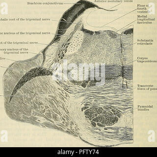 dorsal longitudinal fasciculus