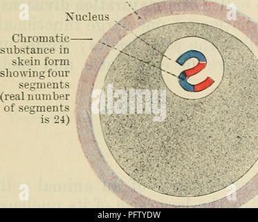 Human Chick This embryology text focuses on the stages of chick development ...