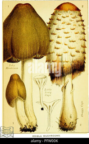 . Edible and poisonous mushrooms: what to eat and what to avoid . With eighteen coloured plates illustrating forty-eight species. Mushrooms, Edible; Mushrooms, Poisonous. EDIBLE MUSHROOMS,. Please note that these images are extracted from scanned page images that may have been digitally enhanced for readability - coloration and appearance of these illustrations may not perfectly resemble the original work.. Cooke, M. C. (Mordecai Cubitt), b. 1825-; Society for Promoting Christian Knowledge (Great Britain). General Literature Committee. London, Society for Promoting Christian Knowledge; New Yor Stock Photo