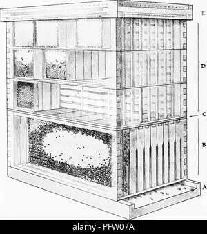 . [Articles about birds from National geographic magazine]. Birds. 412 THE NATIONAL GEOGRAPHIC MAGAZINE. AN ARTIST S VIEW OF Bees enter the "city's" guarded gateway across the bottom board (A). The queen lives in the 10-frame nursery or brood chamber (B). The patch of capped cells in the long lower comb contains the brood, not honey. Immediately above, a wire screen, or "queen excluder"(C), with spaces large enough to allow only workers to pass through, prevents Her Majesty from invaciing the honey storehouse above and laying eggs in (D). No larvfe are found in the square h Stock Photo