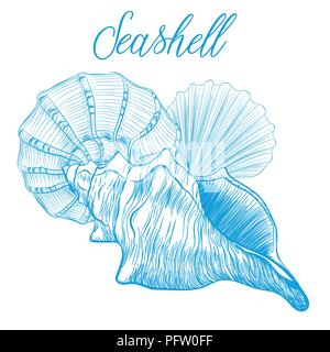 Sea shells Hand drawn vector illustration.Marine wildlife decorative designer graphic art element isolated on white background. Perfect for invitation Stock Vector