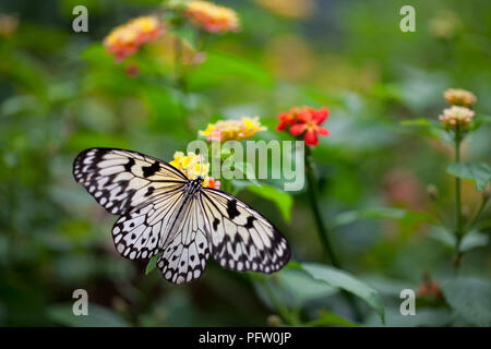 White Tree Nymph on flower in butterfly garden Stock Photo