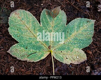 Fallen maple leaf covered with big rain drops. Leaf on the needles ground after rain Stock Photo