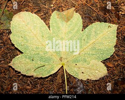 Fallen maple leaf covered with big rain drops. Leaf on the needles ground after rain Stock Photo