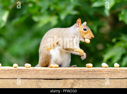 Side profile of a squirrel on a weathered deck railing, peanut in the shell in his mouth, against a blurred green foliage background. Stock Photo