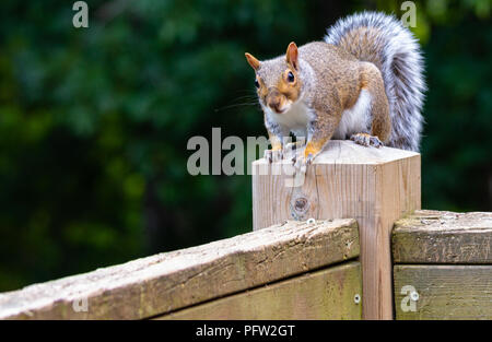 Close up of one grey squirrel perched on a wooden deck post eying peanuts outside the frame of the photo, against a blurred green background. Stock Photo