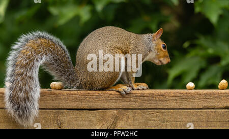 Side profile of a squirrel on a weathered wood deck railing, eyeing peanuts in the shell on the railing, against a blurred green foliage background. Stock Photo