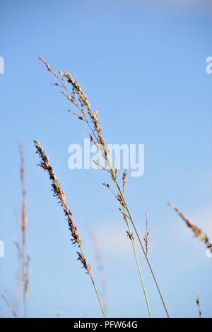 Wild grass close up selective focus against the blue sky Stock Photo