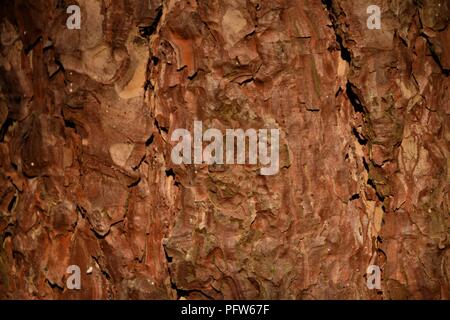 Pine tree bark texture macro photography Stock Photo