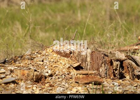 Killdeer (Charadrius vociferus) sitting on nest on top of tree stump, Bass Lake, California Stock Photo