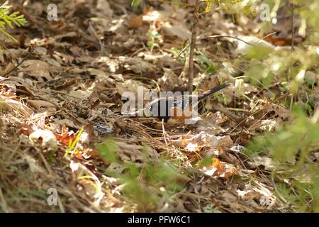 Male Spotted Towhee (Pipilo maculatus) foraging in fallen leaves near Bass Lake, California Stock Photo