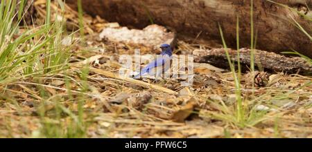 Male Western Bluebird (Sialia mexicana) foraging on the ground, Bass Lake, California. Stock Photo