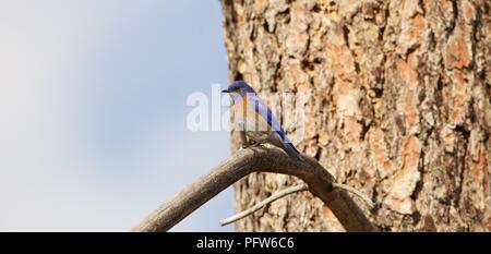 Male Western Bluebird (Sialia mexicana) perching in conifer, Bass Lake, California. Stock Photo