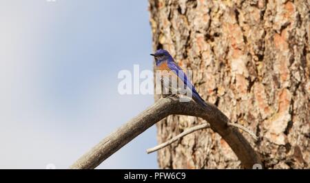 Male Western Bluebird (Sialia mexicana) perching in conifer, Bass Lake, California. Stock Photo