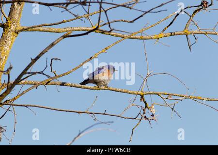 Male Western Bluebird (Sialia mexicana) perching in tree on a cold morning, Bass Lake, California. Stock Photo