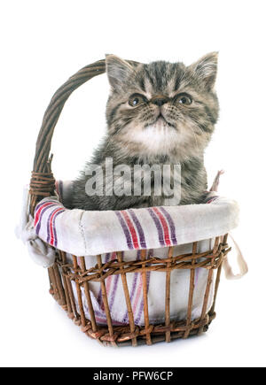 kitten exotic shorthair in front of white background Stock Photo